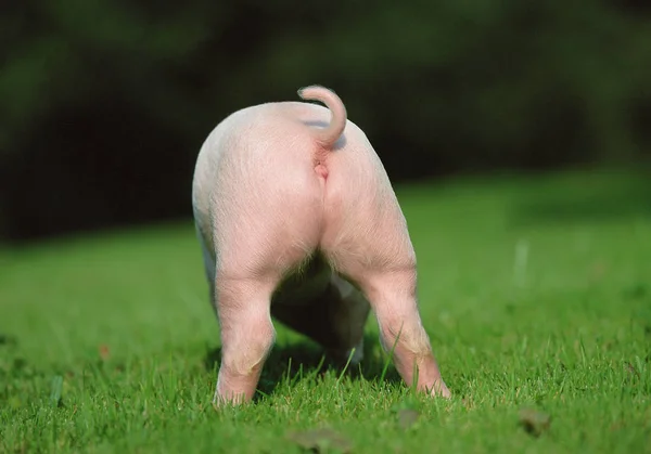 Visão Traseira Pequeno Leitão Rosa Campo Verde — Fotografia de Stock