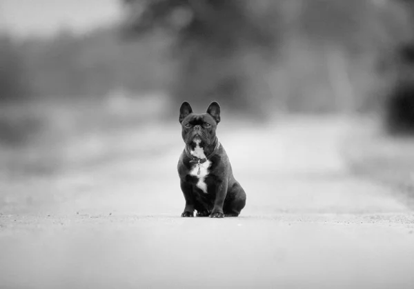 Widok Przodu Mały Czarny Bulldog Siedzi Asfalt Niewyraźne Tło — Zdjęcie stockowe