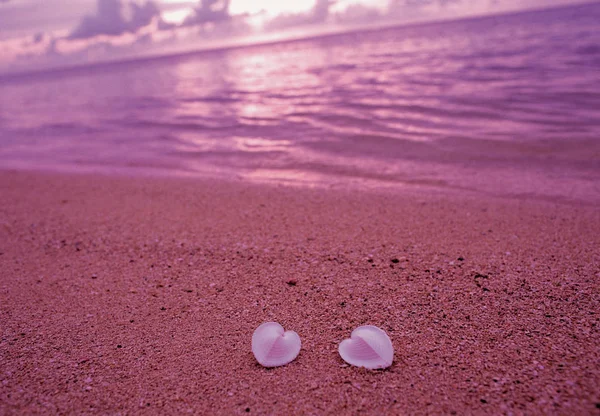 Two White Shells Beach Sand — Stock Photo, Image