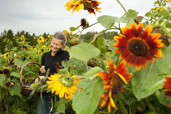 Older Woman Picking Sunflowers — Stock Photo, Image