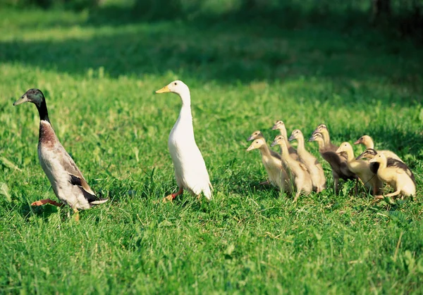 Vista Lateral Familia Patos Caminando Pradera Verde Con Luz Solar — Foto de Stock