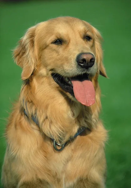 Porträt Eines Jungen Golden Retrievers Mit Offenem Maul Der Auf — Stockfoto