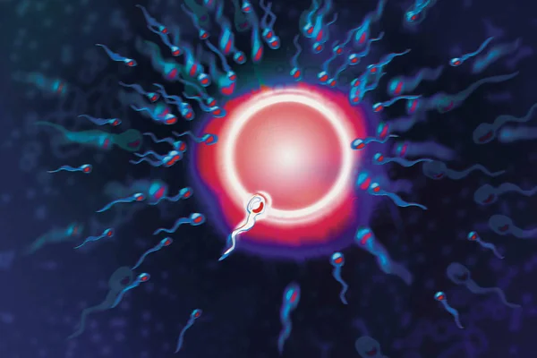 Запліднення Клітин Людини Сперматозоїдами — стокове фото