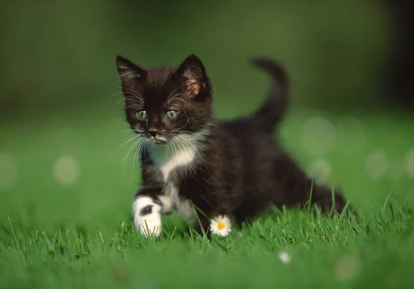 Gatinho Preto Caminhando Prado Verde Fundo Embaçado — Fotografia de Stock