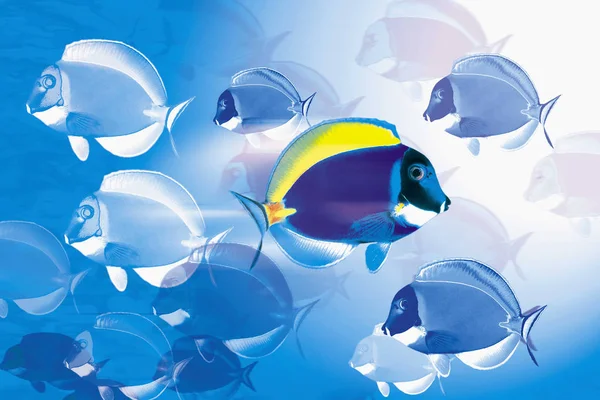 Vooraanzicht Van Vele Gekleurde Vissen Onderwater Zwemmen — Stockfoto