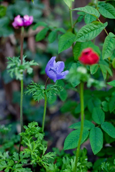 背景をぼかした写真の庭の複数の色の花の表示を閉じる — ストック写真