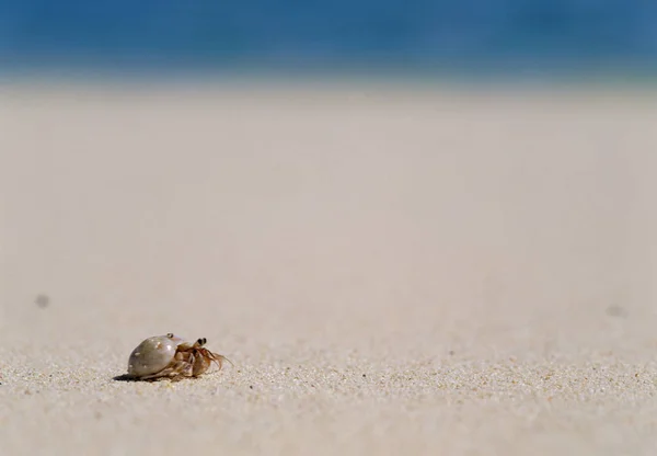 Gros Plan Crabe Sur Une Plage — Photo