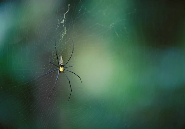 Malý Pavouk Webu Zeleném Pozadí — Stock fotografie