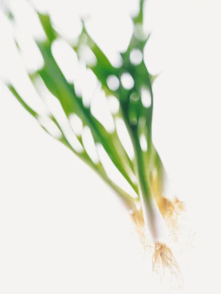 Frische Grüne Zwiebeln Auf Weißem Hintergrund — Stockfoto