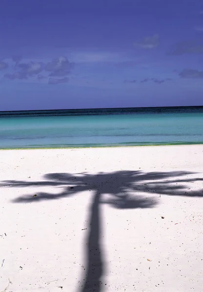 Sombra Palmeira Areia Praia — Fotografia de Stock