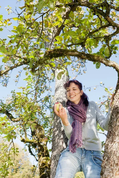 Krásná Mladá Kavkazský Žena Při Sbírání Jablek Sadech — Stock fotografie
