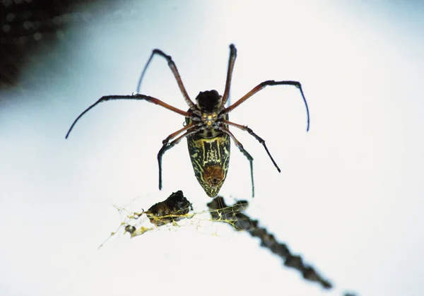 Păianjen Izolat Fundal Alb — Fotografie, imagine de stoc
