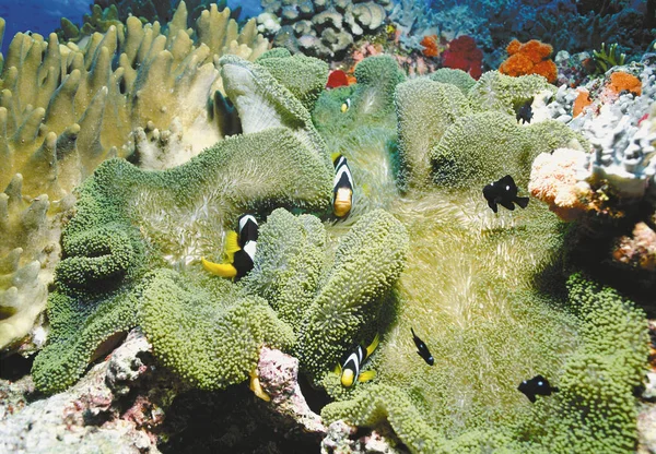 Зграя Тропічної Риби Кораловому Рифі — стокове фото