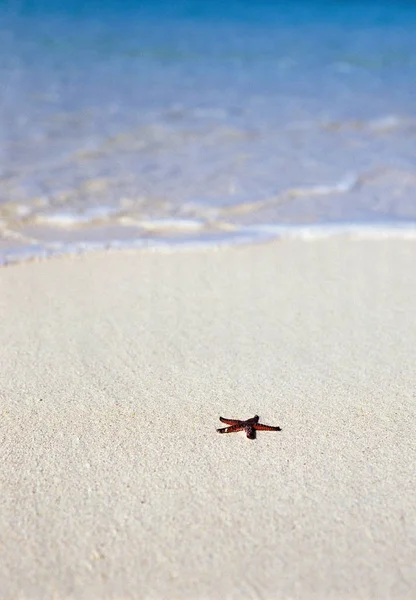 Starfish Beach Sanden Med Vågor Bakgrunden — Stockfoto