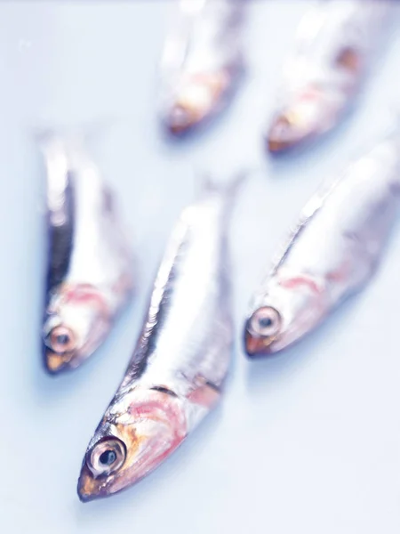 Пять Серых Рыб Белом Фоне — стоковое фото