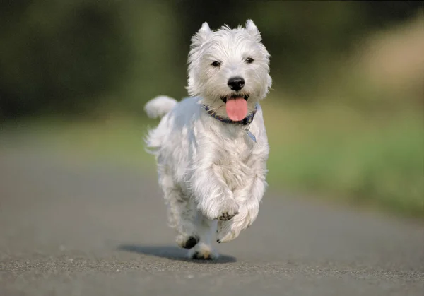 Frontansicht Eines Laufenden Weißen Terriers Auf Asphalt Mit Verschwommenem Hintergrund — Stockfoto