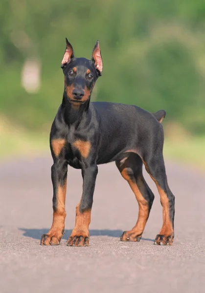 Vista Frontale Del Piccolo Doberman Nero Piedi Asfalto Con Sfondo — Foto Stock