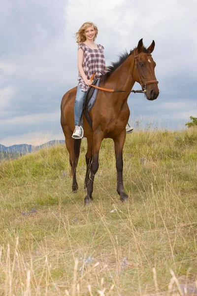 Jovem Cavalo — Fotografia de Stock