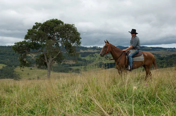 Mannelijke Ruiter Paard Australië — Stockfoto