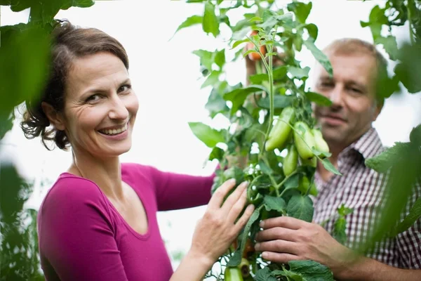 Pareja Jardineros Caucásicos Recogiendo Verduras Invernadero — Foto de Stock