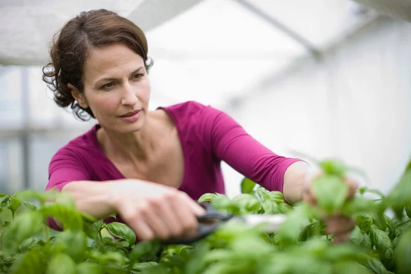 Adulto Caucásico Hembra Jardinero Plantas Corte Invernadero — Foto de Stock