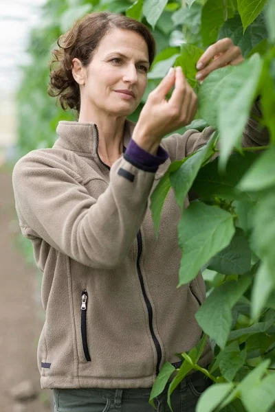 Adulto Caucásico Hembra Jardinero Mirando Hoja Invernadero — Foto de Stock