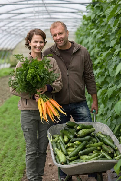 Pareja Jardineros Caucásicos Con Pepinos Zanahorias Invernadero — Foto de Stock