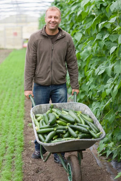 Adulto Caucásico Masculino Jardinero Llevando Pepinos Carretilla Invernadero — Foto de Stock