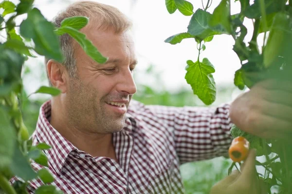 Adult Caucasian Male Gardener Work Greenhouse — Stock Photo, Image