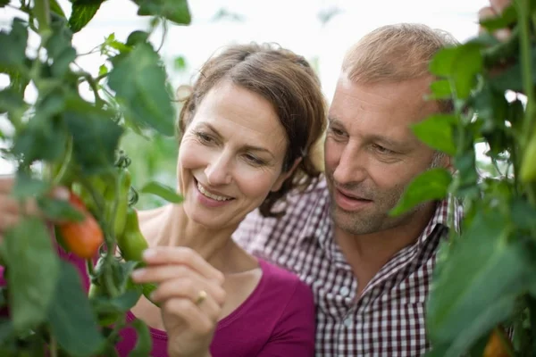 Couple Jardiniers Caucasiens Cueillant Des Légumes Serre — Photo
