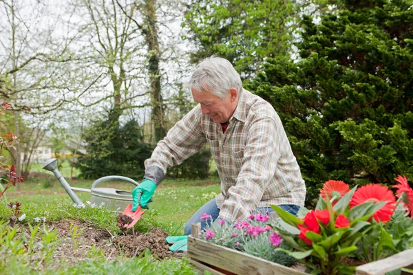 Hombre Caucásico Mayor Jardinero Plantación Flores Patio Trasero — Foto de Stock