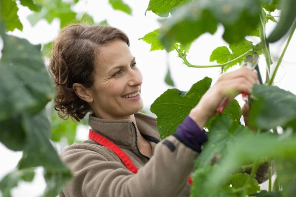 Adult Caucasian Female Gardener Cutting Plant Greenhouse — Stock Photo, Image