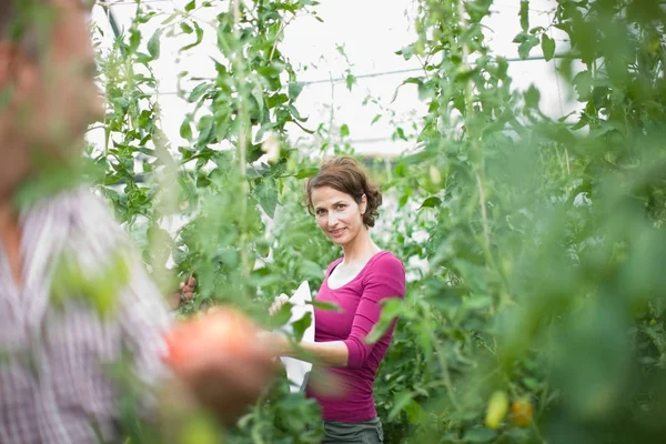 Pareja Jardineros Caucásicos Trabajo Invernadero — Foto de Stock