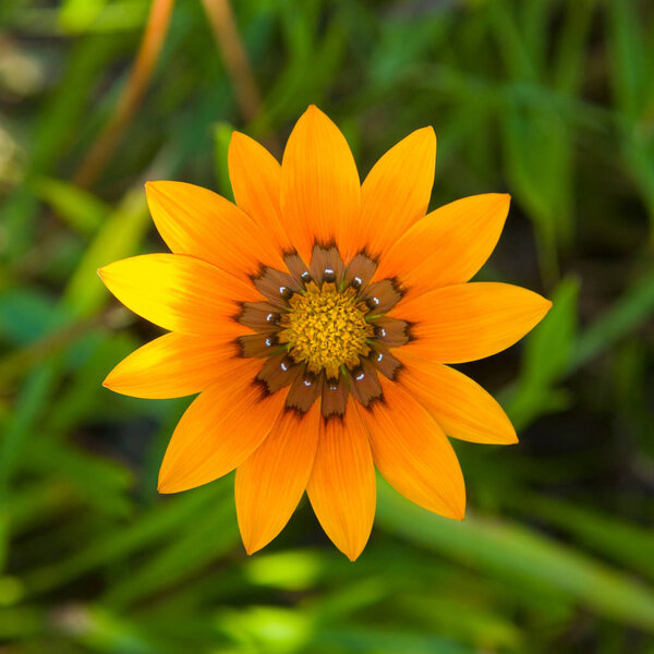 Close up view of orange flower with green blurred background