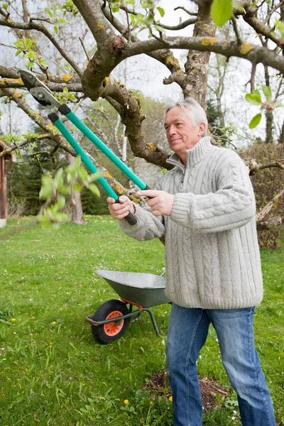 Hombre Caucásico Mayor Jardinero Árbol Recorte Patio Trasero — Foto de Stock