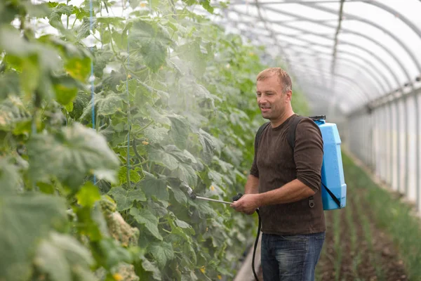 Adulto Caucásico Masculino Jardinero Pulverización Plantas Invernadero — Foto de Stock