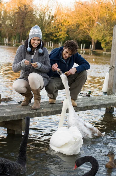 Joven Atractivo Caucásico Pareja Alimentación Cisnes Lago — Foto de Stock