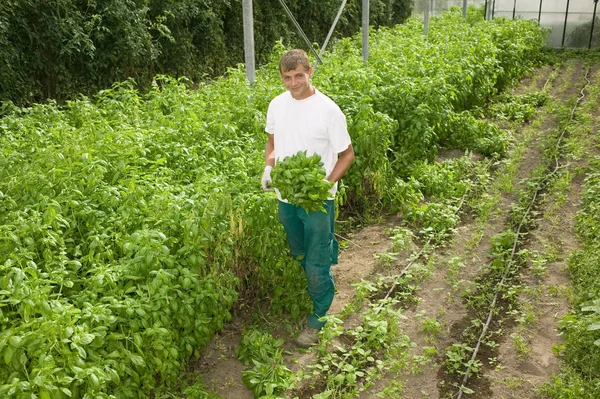 Hombre Trabajando Agricultura Ecológica — Foto de Stock