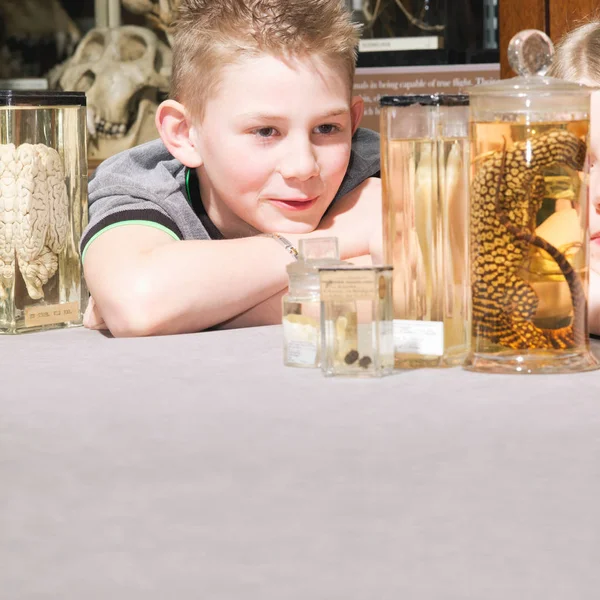 Garçon Regardant Les Animaux Dans Des Pots — Photo