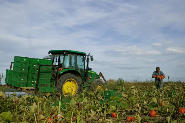 Man Working Organic Farming — Stock Photo, Image