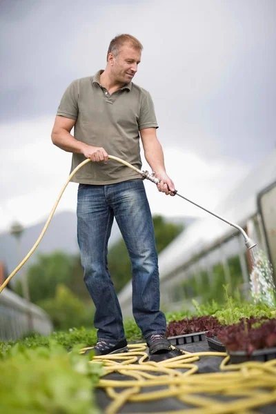 Adulto Caucásico Masculino Jardinero Verter Plantas Invernadero — Foto de Stock