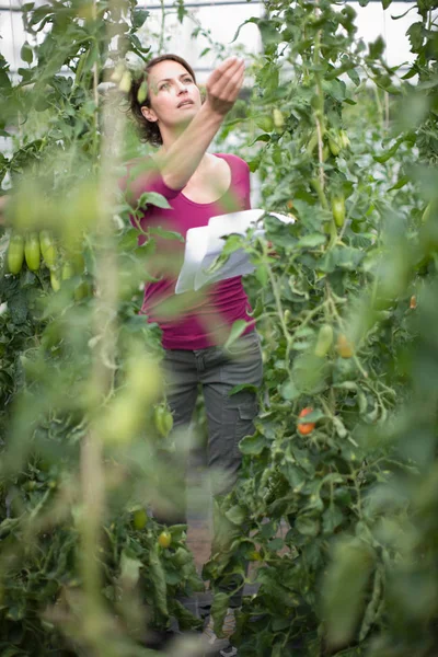 Adulto Caucásico Hembra Jardinero Trabajo Invernadero — Foto de Stock