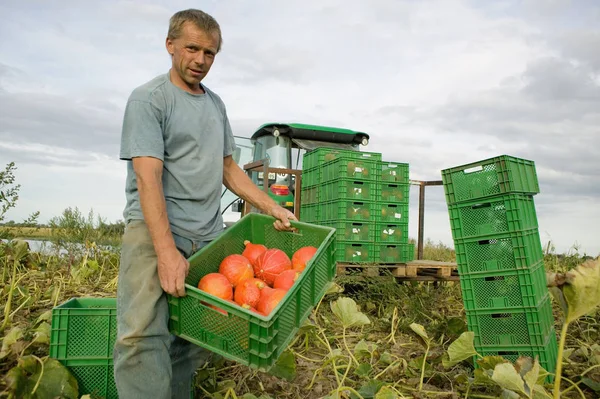 Hombre Trabajando Agricultura Ecológica — Foto de Stock