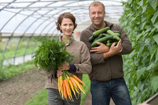 Pareja Jardineros Caucásicos Con Pepinos Zanahorias Invernadero — Foto de Stock