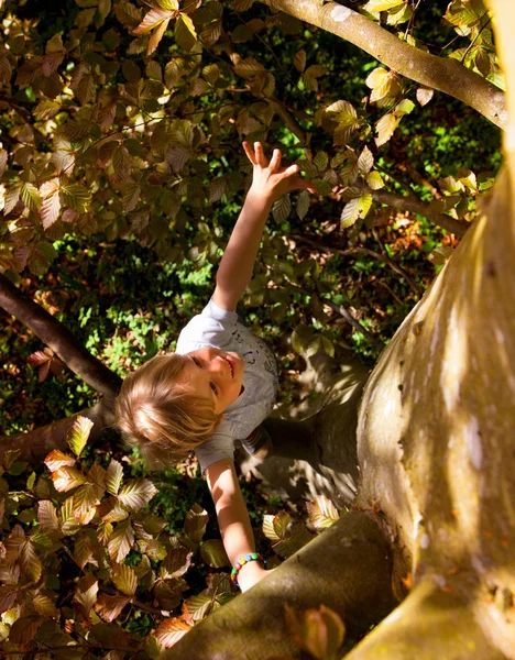 Lächelnder Junge Klettert Auf Baum — Stockfoto