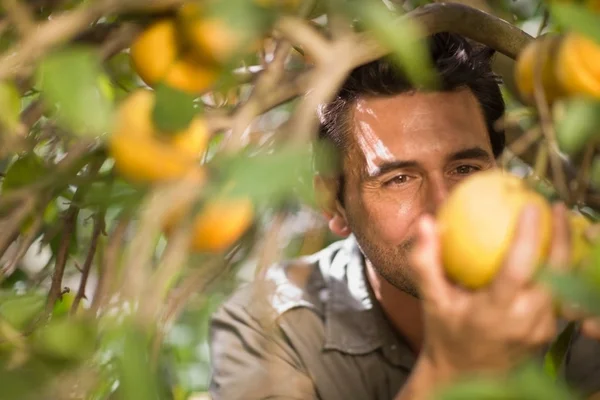 Άνθρωπος Picking Πορτοκαλί Στο Αγρόκτημα — Φωτογραφία Αρχείου