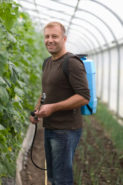 Adulto Caucásico Masculino Jardinero Pulverización Plantas Invernadero — Foto de Stock