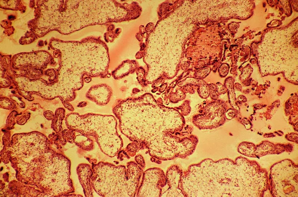 顕微鏡から見た胎盤の様子 — ストック写真