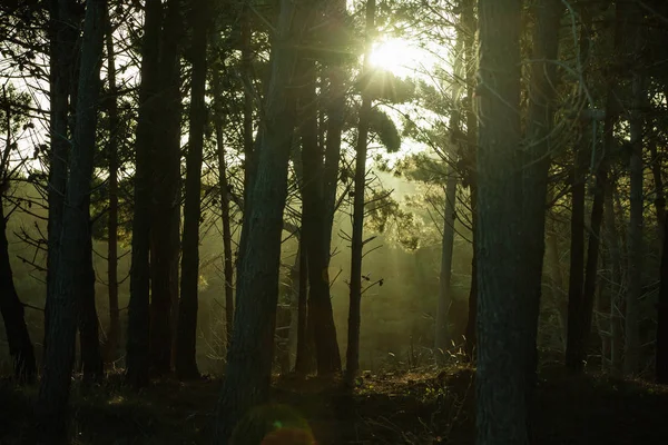 Floresta escura com luz solar e árvores silhuetas — Fotografia de Stock
