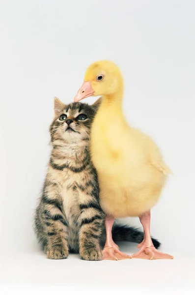 Kätzchen Und Entlein Auf Weißem Hintergrund — Stockfoto